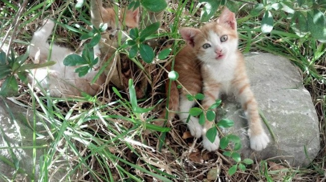 蓝黑铁闸加勒比海扬威，巴斯托尼一锤定音，牙买加奇迹夜险胜瑞典