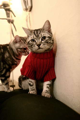 文班亚马在焦点战证明自己，广厦队火力压制热火