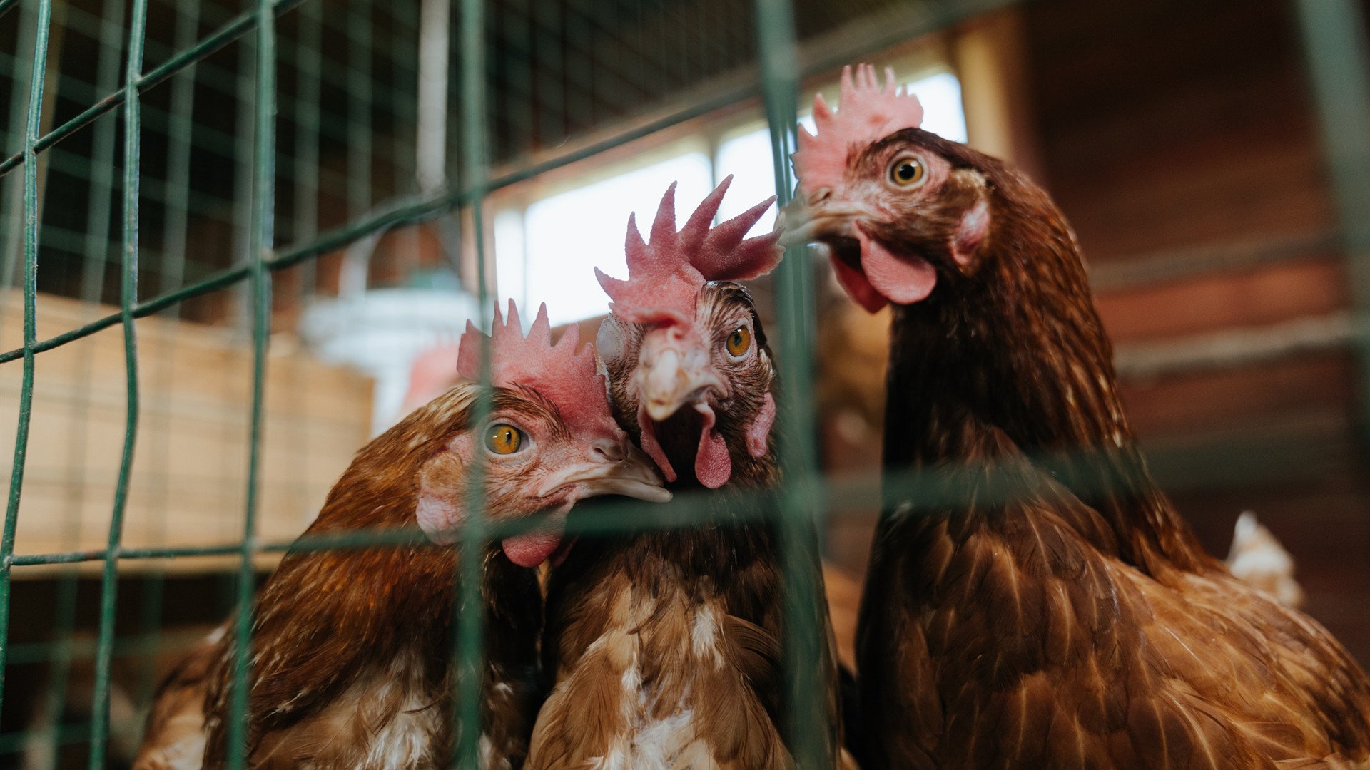绿茵场上的颠覆，从西甲德比到丹麦掀翻中国，体育世界的唯一性叙事